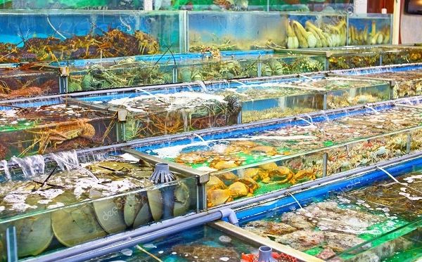 Nơi mua hồ cá quán nhậu thanh lý ở Sài Gòn